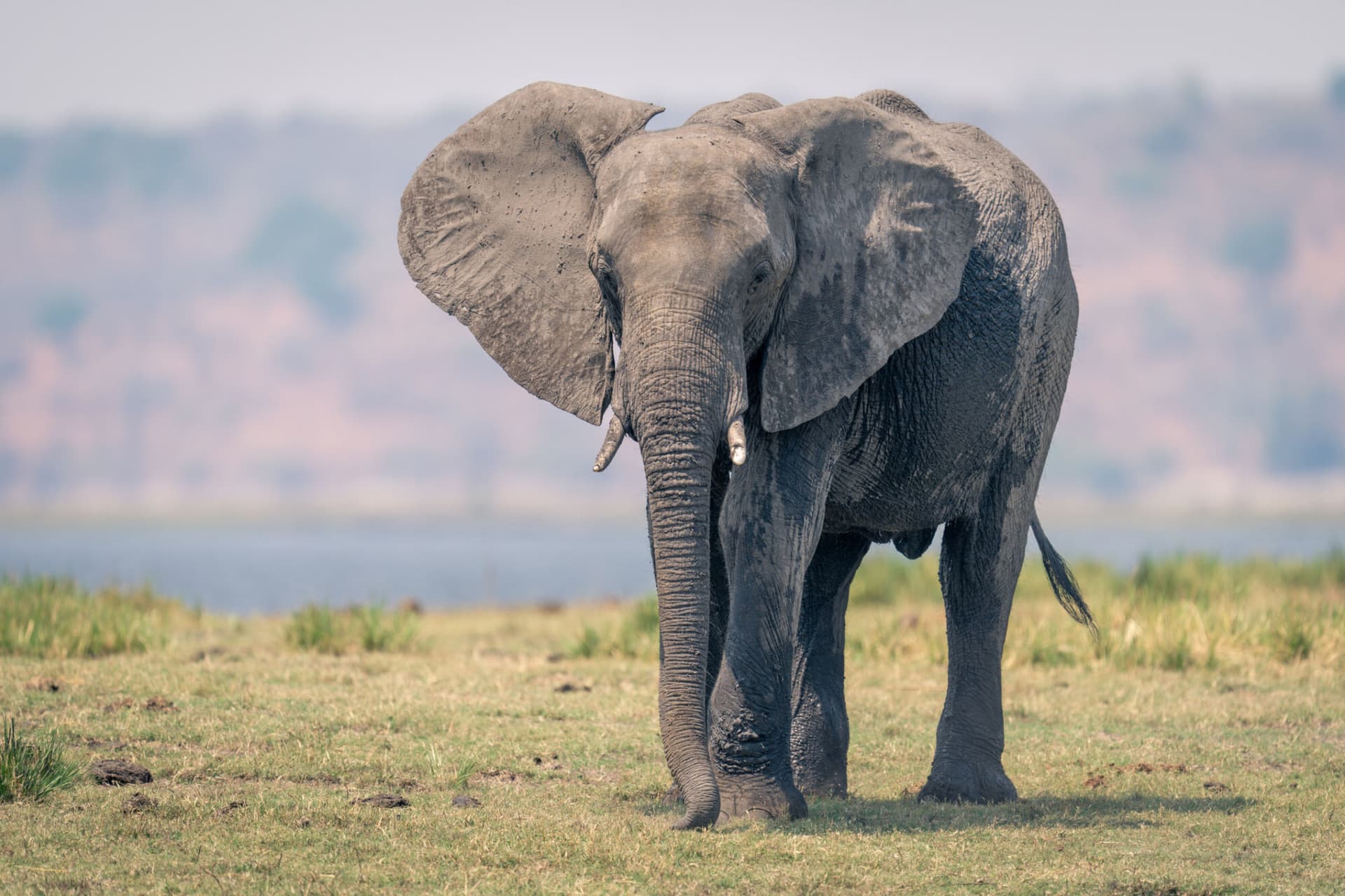 African elephant; elephant in the room