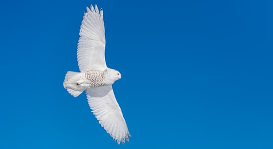 Owl against blue sky